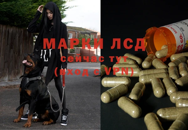 прущие грибы Армянск